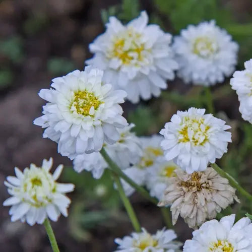 Organic Essential Oil - Roman Chamomile