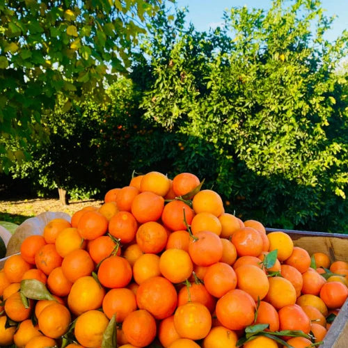 Organic Essential Oil - Sweet Orange