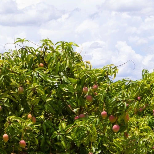 LaPeNu Organics