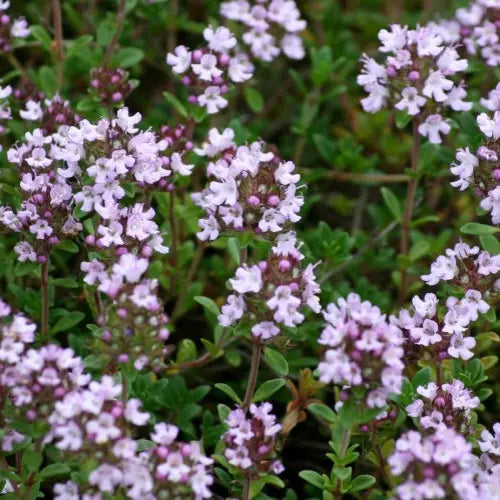 Organic Hydrolat - Thyme Linalool