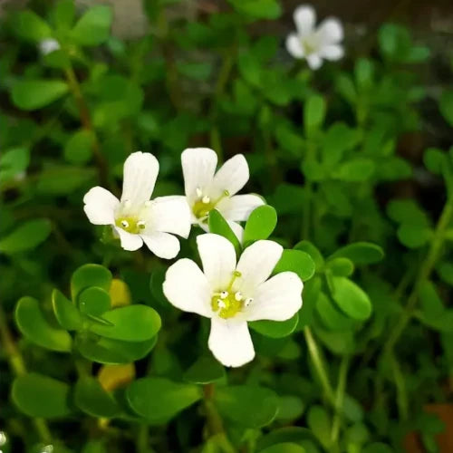 Organic Plant Extract - Bacopa