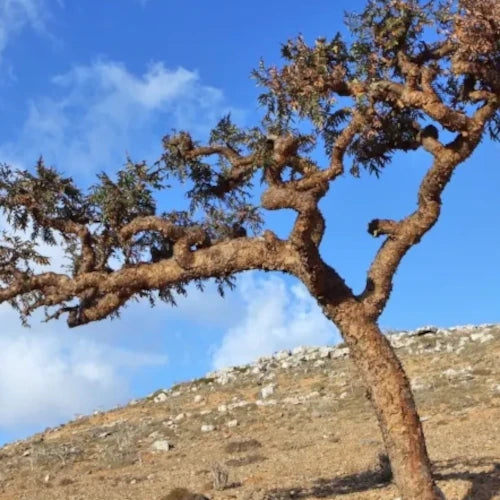 Organic Plant Extract - Boswellia