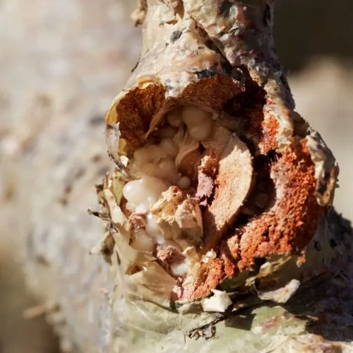 Organic Plant Extract - Boswellia