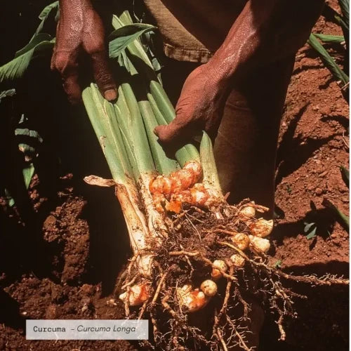 Organic Plant Extract - Turmeric
