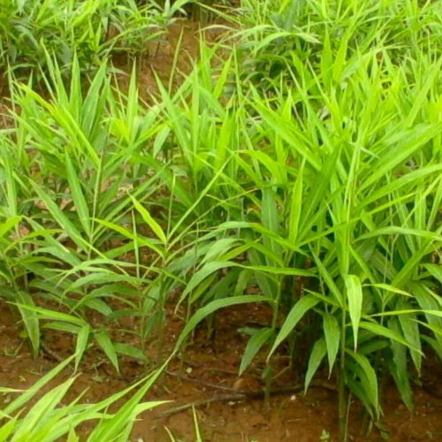 Organic Plant Extract - Ginger