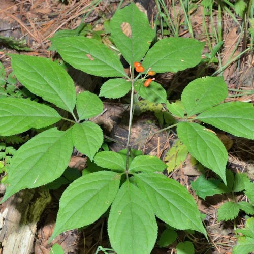 Organic Plant Extract - Ginseng