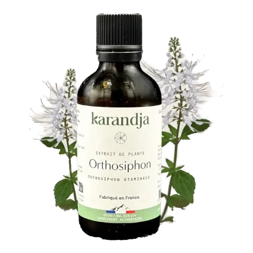 Organic Plant Extract - Orthosiphon