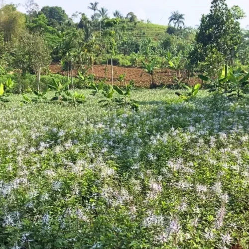 Organic Plant Extract - Orthosiphon
