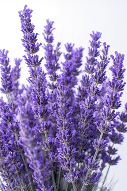Organic Hydrolat - Fine Lavender