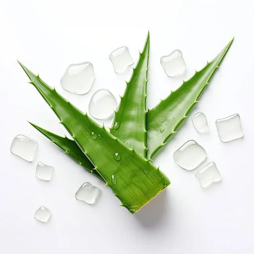 Organic aloe vera — intensely hydrating & soothing, it calms, repairs & softens skin in our natural formulas. | LaPeNu