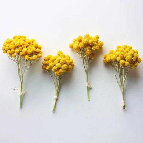Organic Immortelle flowers — the precious anti-aging botanical at the heart of our firming & regenerating skincare. Provence, France | LaPeNu