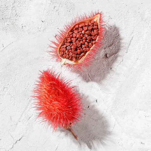 Roucou (annatto, achiote) seeds — rich in beta-carotene & antioxidants, naturally protect and revitalize skin in our organic formulas | LaPeNu