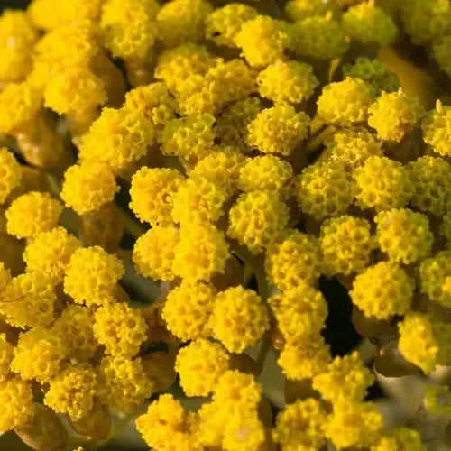 Organic Essential Oil - Italian Helichrysum / Immortelle