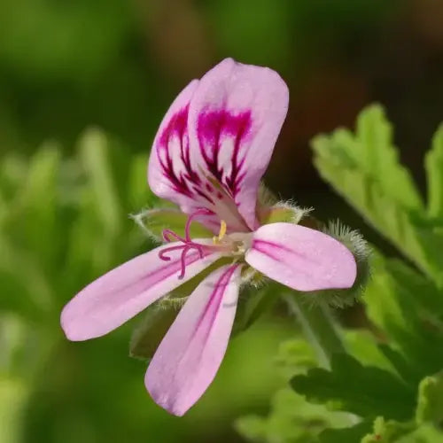 Organic Hydrolat - Rose Geranium