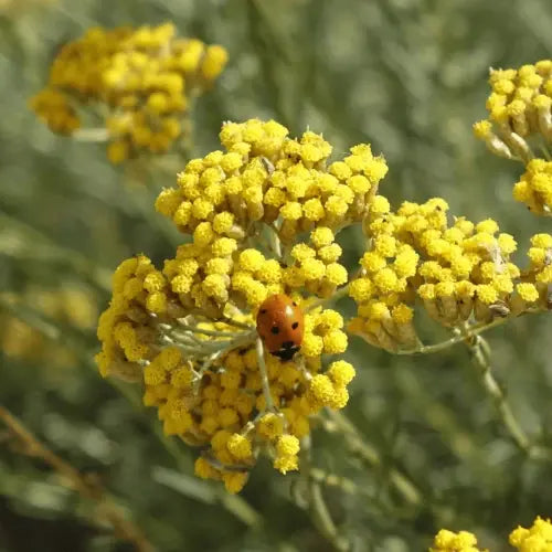 Organic Hydrolat - Italian Helichrysum / Immortelle
