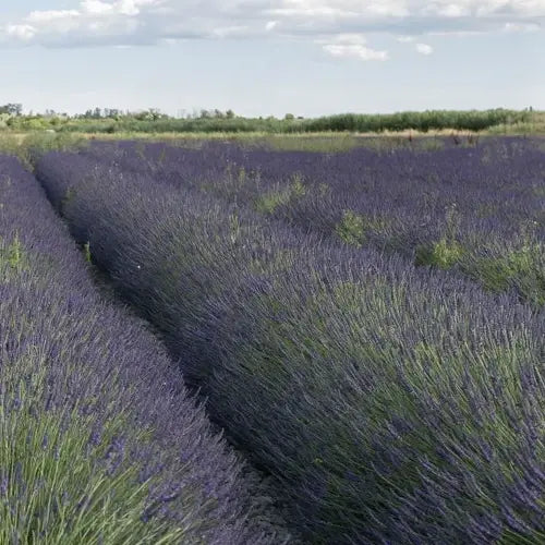 Organic Essential Oil - Spike Lavender