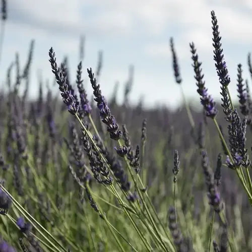 Organic Essential Oil - Lavandin Grosso