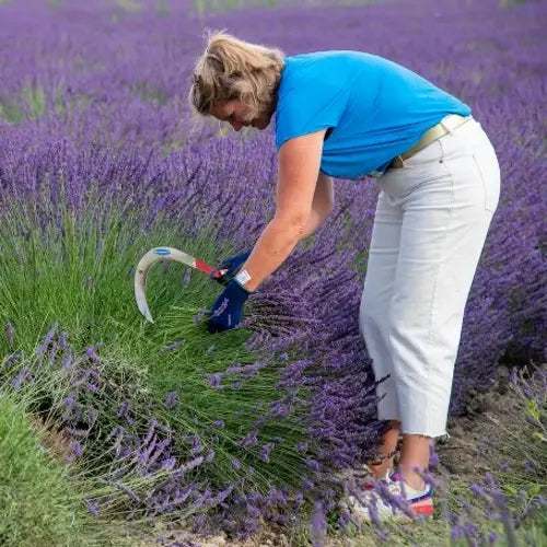 Organic Essential Oil - Fine Lavender