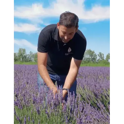 Organic Hydrolat - Fine Lavender