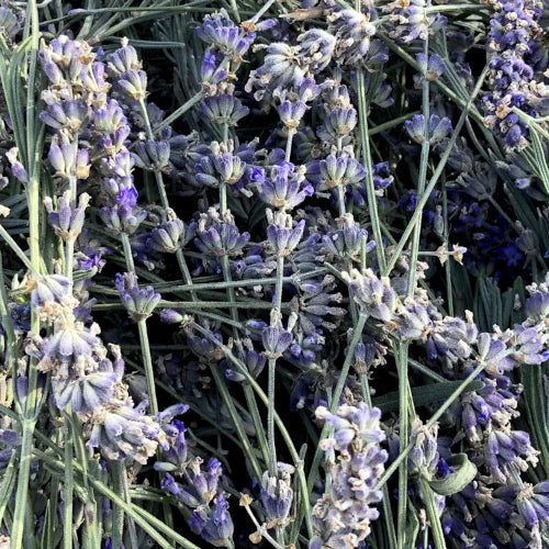 Organic Hydrolat - Fine Lavender