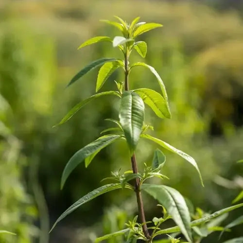 Organic Hydrolat - Lemon Verbena