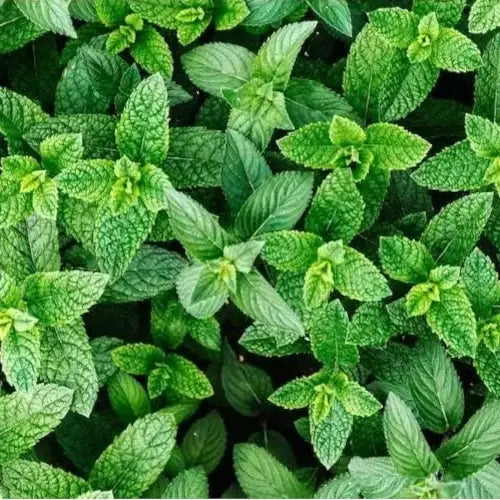 Organic Hydrolat - Peppermint