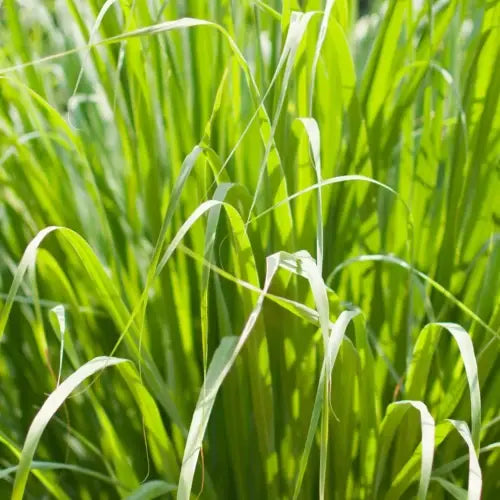 Fresh Provence lemongrass Cymbopogon citratus grown in Occitania, southern France — certified organic aromatherapy | LaPeNu