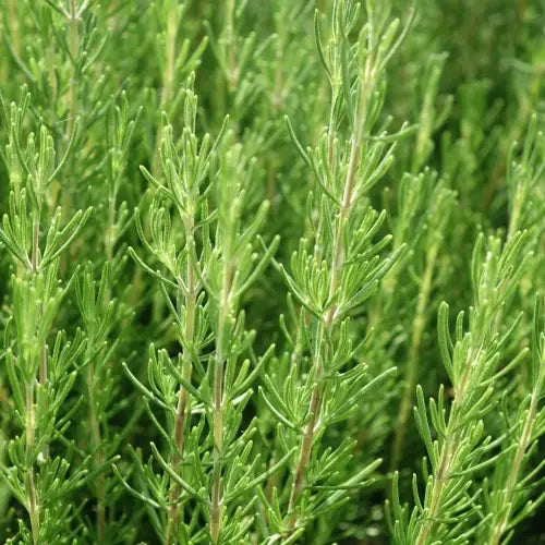 Organic Essential Oil - Lemon Verbena