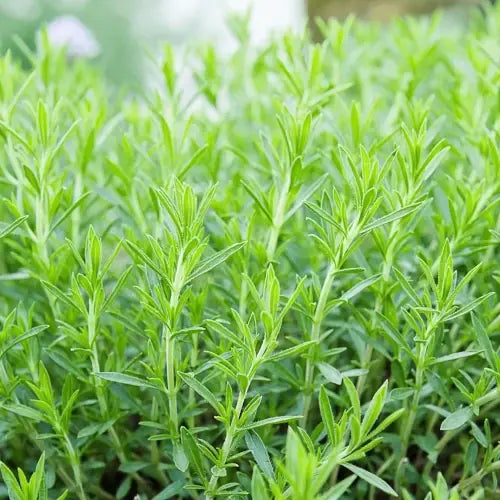 Organic Essential Oil - Tarragon