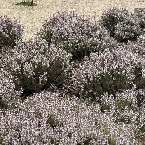 Organic Essential Oil - Thyme Thujanol