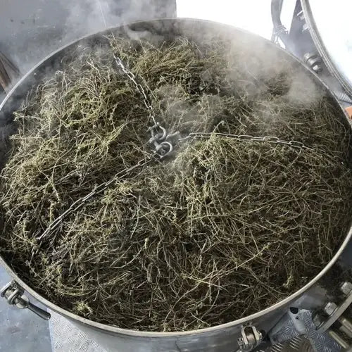 Organic Essential Oil - Thyme Thujanol