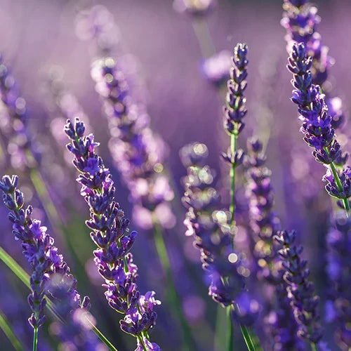 Organic Deodorant - Lavender (Solid)