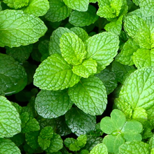Organic Hydrolat - Peppermint