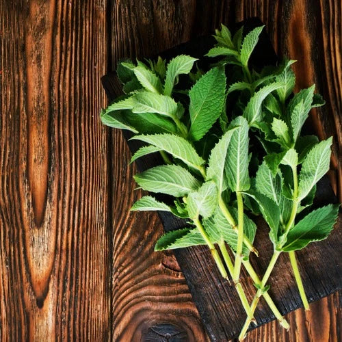 Organic Shower Gel - Pure Mint (Delicate)