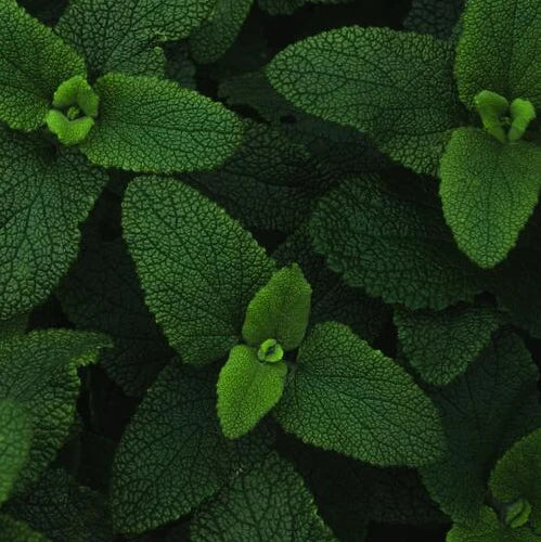 LaPeNu Organics