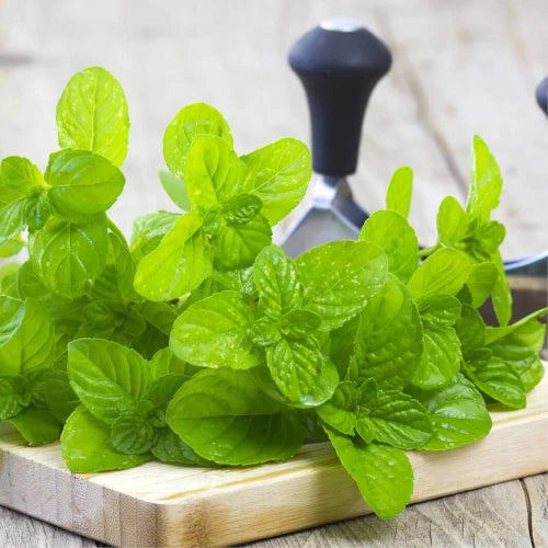 Organic Essential Oil - Spearmint