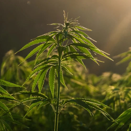 Organic Vegetable Oil - Hemp (Virgin)