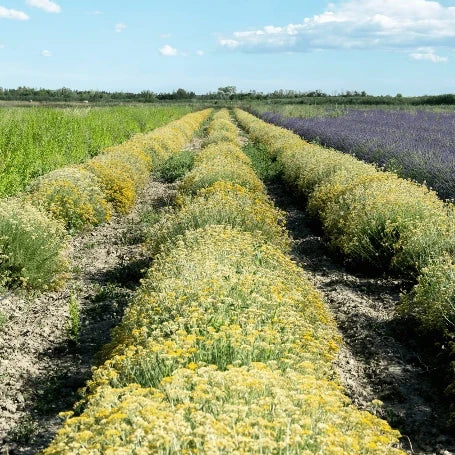 Organic Hydrolat - Rosemary Verbenone