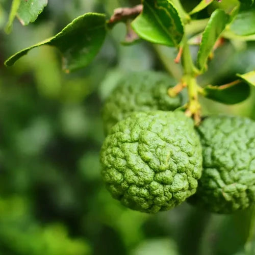 LaPeNu Organics