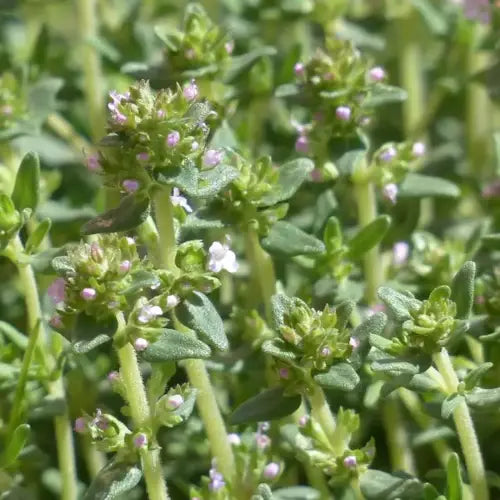 Thymus satureioides flowering aerial parts – source plant of organic Borneol Thyme EO, Morocco, antiseptic, anti-infectious | LaPeNu