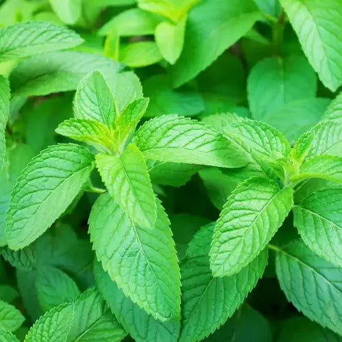 Cornmint plant (Mentha arvensis) – aromatic herb, source of natural menthol. Steam-distilled organic essential oil. | LaPeNu