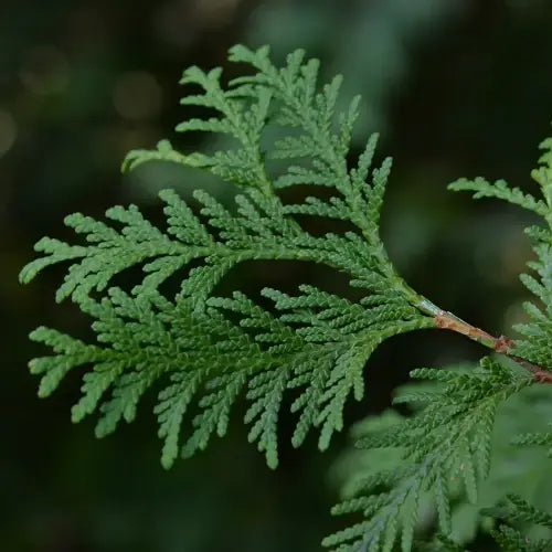 Cupressus sempervirens leafy twigs – Source of pure organic Cypress Essential Oil, Mediterranean | LaPeNu
