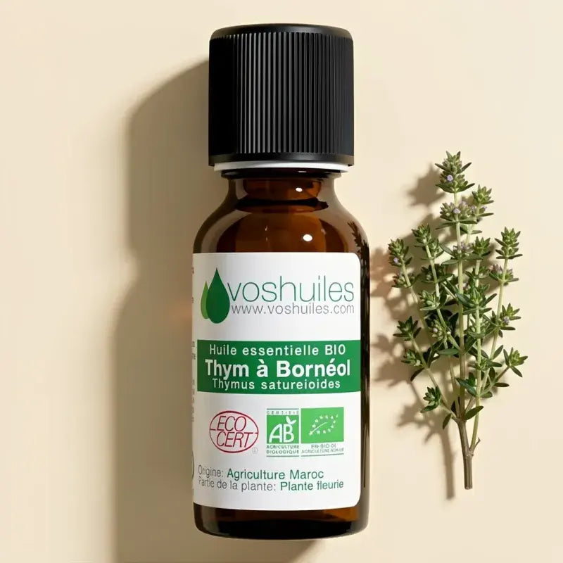 Organic Borneol Thyme Essential Oil – Thymus satureioides, ECOCERT certified, antibacterial, antiseptic, therapy-grade | LaPeNu