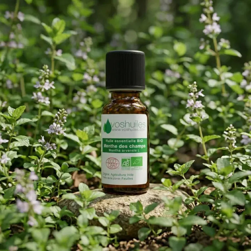 Cornmint (Mentha arvensis) essential oil – purifying, cooling, antiseptic. Certified organic FR-BIO-01. | LaPeNu