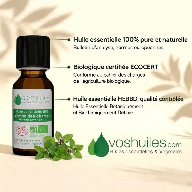 Organic Cornmint oil – cooling, circulatory, muscle-soothing. Food & therapy grade. Ecocert certified. | LaPeNu