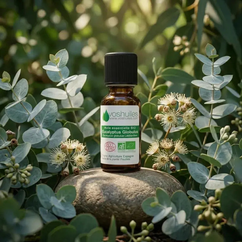 Certified organic eucalyptus globulus oil among fresh eucalyptus leaves and flowers, purifying and antimicrobial | LaPeNu