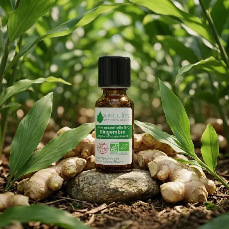 Organic Ginger Essential Oil bottle among fresh rhizomes in ginger field – pure, steam-distilled | LaPeNu