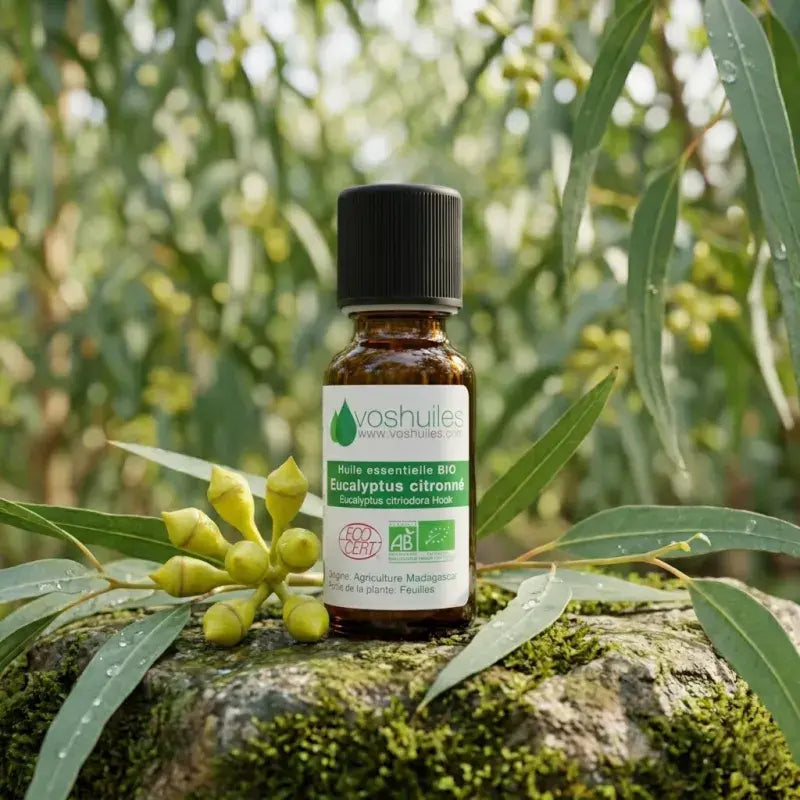 Organic Eucalyptus citriodora Essential Oil – Steam-Distilled, Citronellal-Rich, Insect Repellent, Aromatherapy | LaPeNu