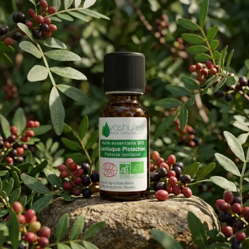 Certified organic Mastic Tree EO – Green, resinous scent. Venous comfort & skin recovery | LaPeNu