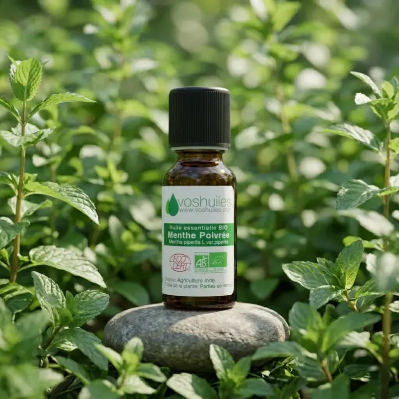Certified organic peppermint essential oil – expectorant, antispasmodic, muscle-relaxing. Therapy-grade & food-grade, steam-distilled | LaPeNu
